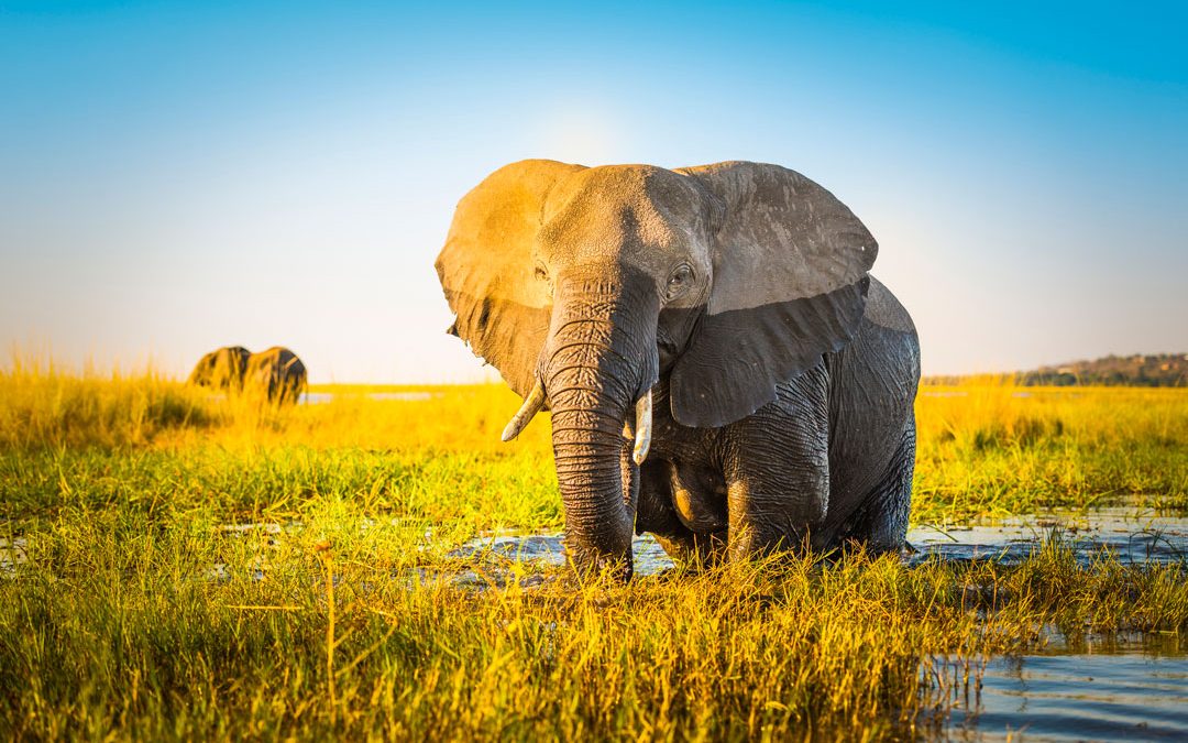 Okavango Delta ranks 4th in Lonely Planet ultimate travel destinations list