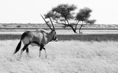 Experience It – Central Kalahari Game Reserve: Legendary Animals of Botswana