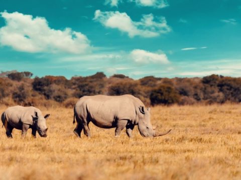 Experience It: Khama Rhino Sanctuary - Botswana’s Animal Community 